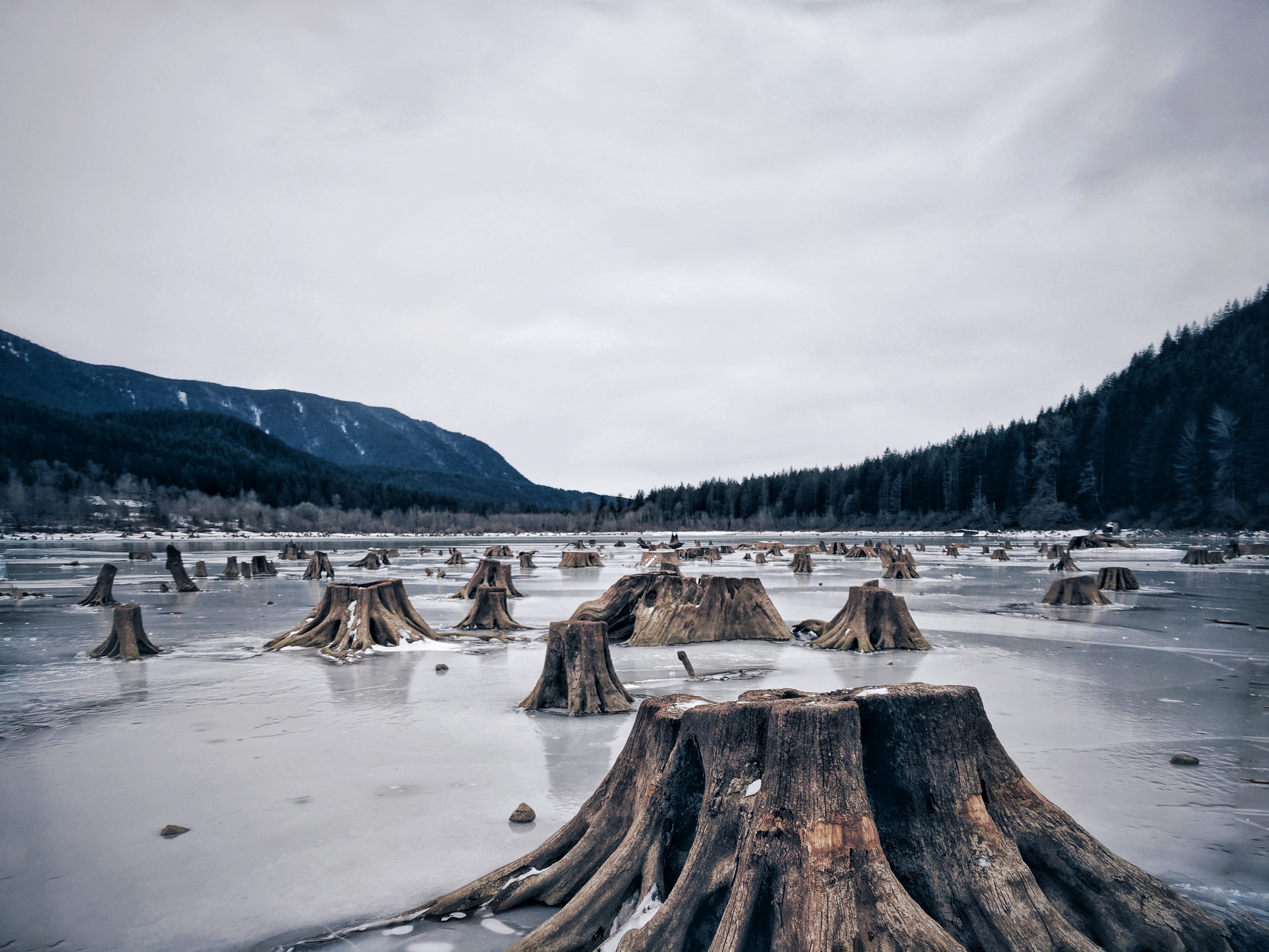 North Bend Frozen Stumps